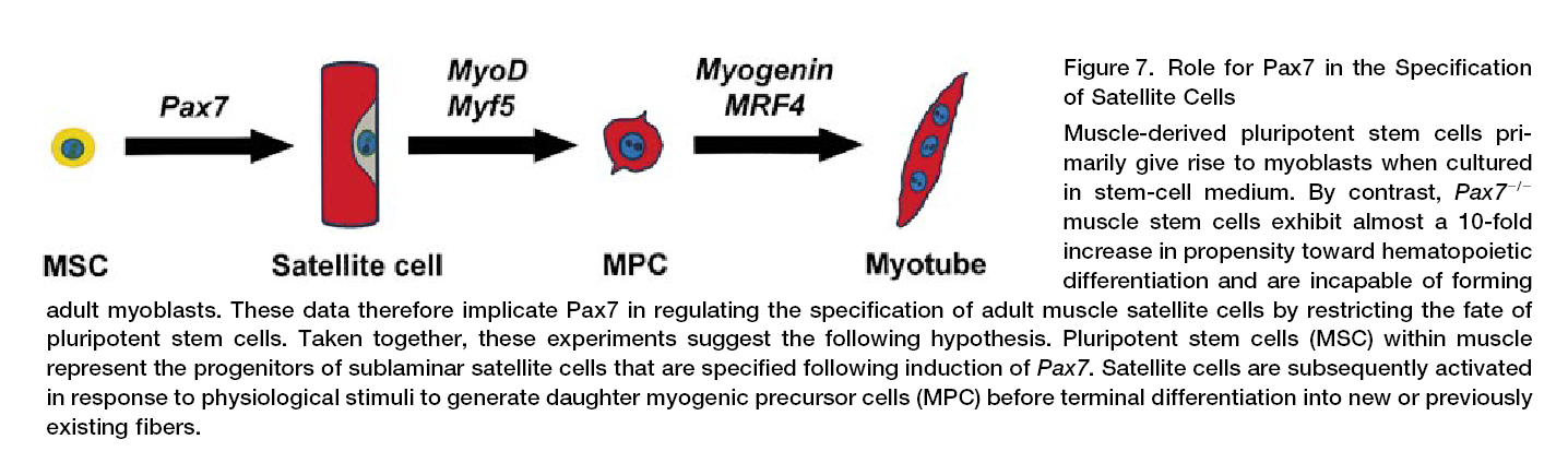 Role for Pax7 in the Specification of Satellite Cells Muscle-derived pluripotent stem cells primarily give rise to myoblasts when cultured in stem-cell medium.