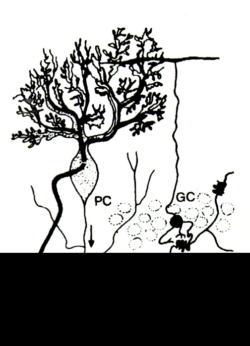 Kúszó rostok (climbing