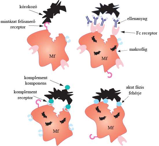 4. ábra opszonizáció Az opszonizáció megkönnyíti a kórokozók felismerését, felgyorsítja azok bekebelezését.