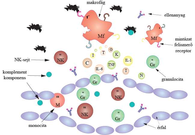 5. ábra A gyulladás folyamata A fertőzés helyszínén a kórokozók észlelését követően, olyan citokinek (pl.