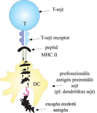 molekulához kötődni. Az MHC II molekula általában 10-20 aminosavas peptideket köt meg, de mivel a molekula peptid kötőhelye a két végén nyitott, ezért hosszabb peptidek is képesek beleilleszkedni.