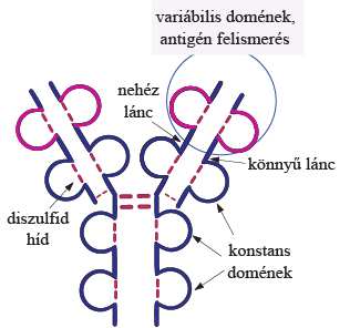 9. ábra Az ellenanyag molekula szerkezete Az ellenanyag molekulát két azonos nehéz lánc és két azonos könnyű lánc alkotja.