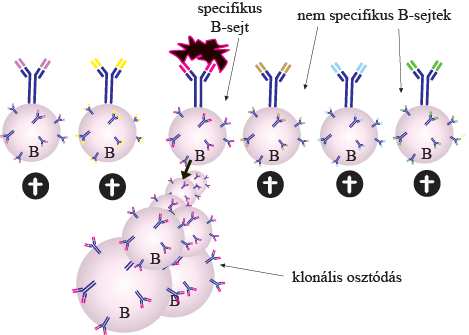 a receptoruk valamelyik saját antigén iránt), a limfociták kialakulásának korai fázisában elpusztulnak, vagy inaktiválódnak, biztosítva, hogy saját antigént felismerő, autoimmun limfociták ne