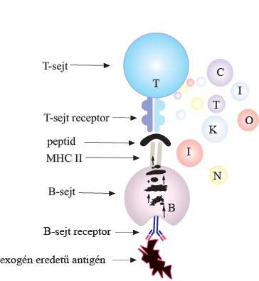 13. ábra. A B és T sejtek egymás hatását erősítve reagálhatnak ugyanazon kórokozó felismerésére. A B sejtek az antigén felismerését követően, képesek azt receptor mediált endocitózissal bekebelezni.