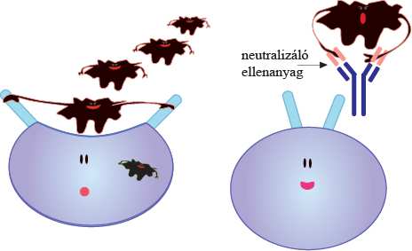 A felismerés, osztódás, differenciáció, ellenanyag termelés azonban idő igényes folyamatok, így az antigénnel való első találkozást követően a B sejtes immunválasz csak 7-14 nap múlva válik