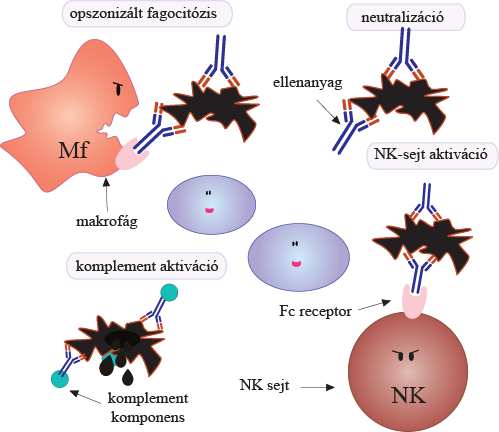 16. ábra Az ellenanyag-közvetített effektor funkciók Az ellenanyag molekula a kórokozóhoz kapcsolódva a neutralizáción kívül elősegítheti a kórokozó fagocitózisát (opszonizáció), aktiválhatja a