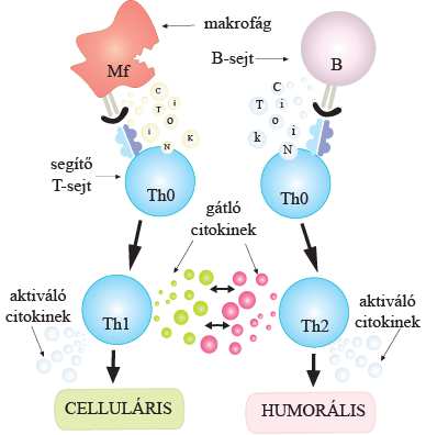 sejtekben citokin termelést, és új sejtfelszíni molekulák megjelenését váltja ki.