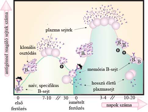 19. ábra A B sejtek memória válasza. A kórokozó megjelenését követően az azt felismerő specifikus B sejtek klonális osztódáson mennek keresztül, plazmasejtté vagy memória sejtté differenciálódnak.