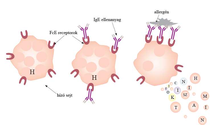 adott antigénre/allergénre specifikus IgE molekulákkal több évig is életképesek. Az allergénnel való legközelebbi érintkezéskor a hízósejteken kihorgonyzott ellenanyagok ismerik fel az antigént.