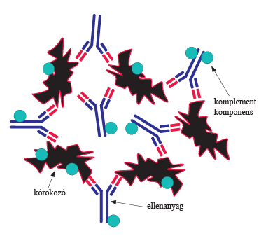 23. ábra Az immunkomplexek az antigént, az azt felismerő ellenanyagot és általában az ezekhez kapcsolódó komplement komponenseket együttesen tartalmazó komplex.