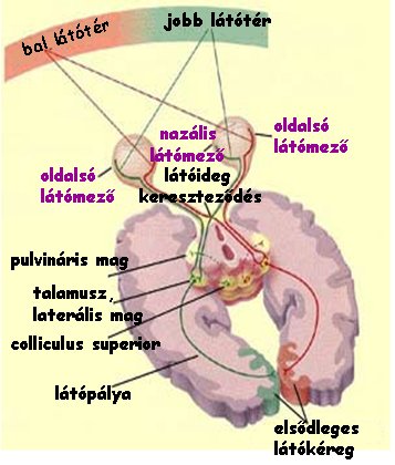 Látópálya