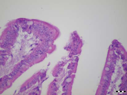 3 4 3. ábra. Kitágult, szürkésfehér bélkacsok Figure 3. Dilated, greyish-white intestinal loops 4. ábra. Emésztetlen táplálékrészek a nyálkás béltartalomban Figure 4.