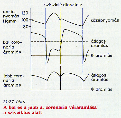 Anatómiai jellegzetességek Bal és jobb koszorúserek (a véráramlás 85-15 %) a bal kamrában a vérerek szisztoléban összenyomódnak, az