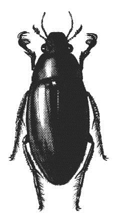 B o g a r a k r e n d j e C o l e o p t e r a Víztaposó bogarak - Halipidae a b a - lárva, b - Vörösnyakú víztaposó Csíkbogarak - Dytiscidae a b c d e a lárva, b - Gömb-csíkbogár, c -