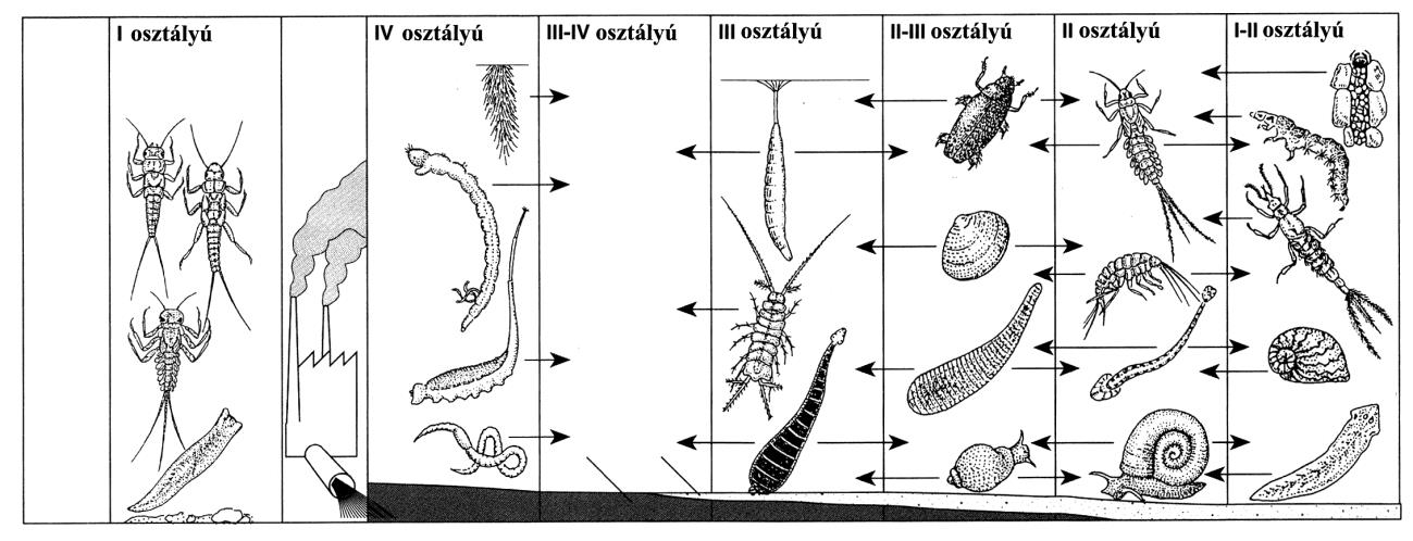 3. Nevezd meg a szitakötő lárvájának testrészeit! 4. Válaszolj! Mi jellemző a gyűrűsférgek testfelépítésére?... Milyen testfelépítés jellemző a rovarokra?