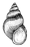 N a d á l y o k o s z t á l y a H i r u d i n o i d e a a b c d e f g Gyakoribb pióca nemzetségek: a Békapióca = Hemiclepsis, b Halpióca = Piscicola, c Orvosi pióca = Hirudo, d - Csigapióca =