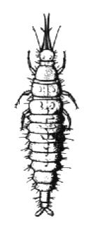 P o l o s k á k r e n d j e H e t e r o p t e r a a b c d e f g h i j Gyakoribb családok: a Búvárpoloskák = Corixidae, b Víziskorpiók = Nepidae, c Törpe vízipoloskák = Pleidae, d Hanyattúszó poloskák