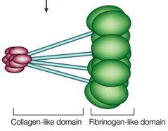 Kollektinek MBL (Mannose Binding Lectin) HIV St. aureus Str. Pneumoniae C.