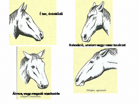 Állásban: mielőtt belépünk a lóhoz szólítsuk meg, várjuk meg amíg ellép és helyet ad maga mellett.