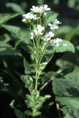 2.1. Forráslápok Kakukktormás forrásláp (Cardaminetum amarae) Elterjedés: mészmentes alapkızető hegy- és dombvidéken, tiszta viző források, kifolyók körül edafikus termıhely, oligotróf É-Khgy., Ny-Dt.