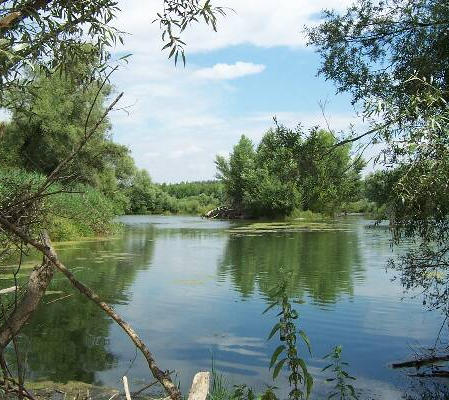 3.1. Füzesek Elterjedés: nagyobb folyóink alföldi szakaszain (Duna és Tisza) edafikus termıhely Természetvédelmi jelentıség: - indikátor jelleg (vízminıség, vízellátottság) - a folyók által