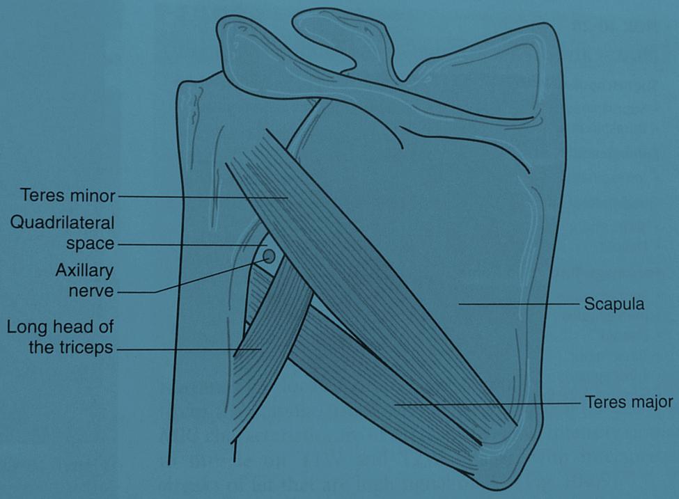 A rotator köpeny izmai: m. teres minor eredés: a fossa infraspin. lateralis éle tapadás: tuberculum maiuson legalul beidegzés: n.