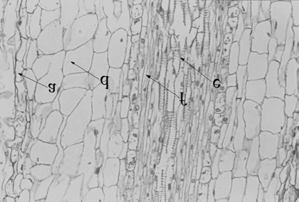 4.1.2. D. innoxia in vitro növények gyökereinek szövettani vizsgálata 4.1.2.1. A fiatal gyökerek vizsgálata HE festést követoen A növények fiatal gyökereinek szövettani vizsgálata céljából metszeteket készítettünk a hajtástól elválasztott és megfeleloen fixált, 8.