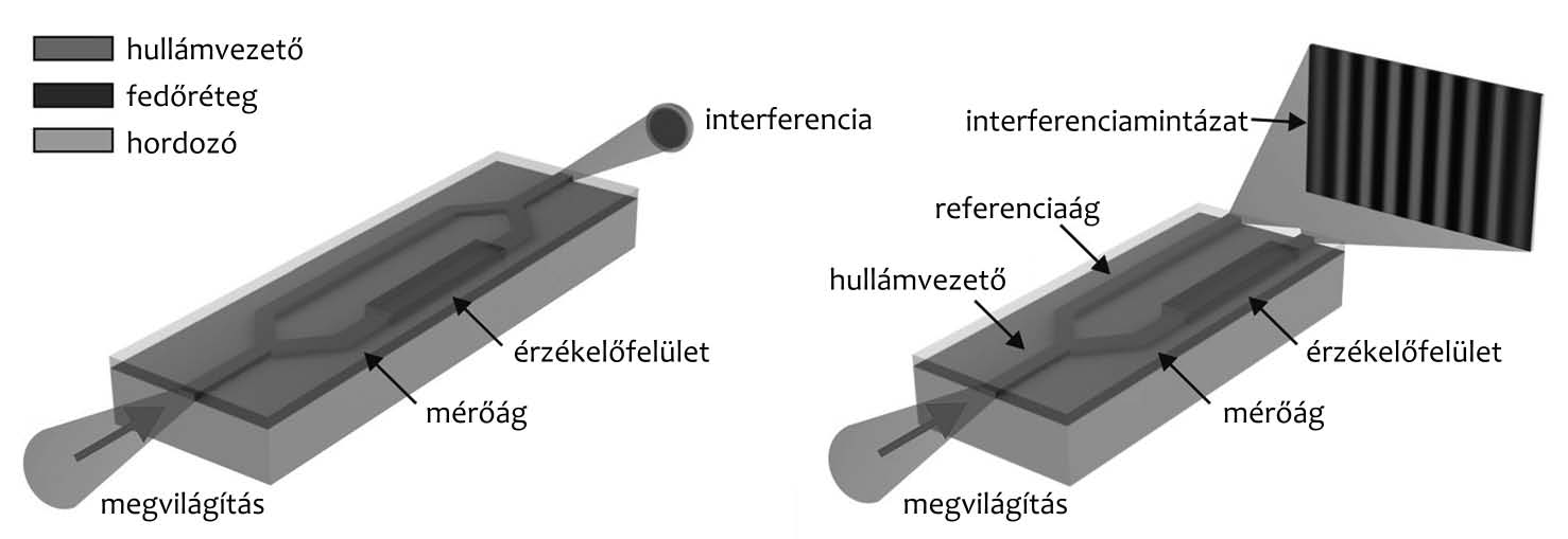 3. ábra Integrált Mach Zehnder típusú (balra) és Young-féle interferométer (jobbra) sematikus szerkezeti vázlata (Kozma et al.