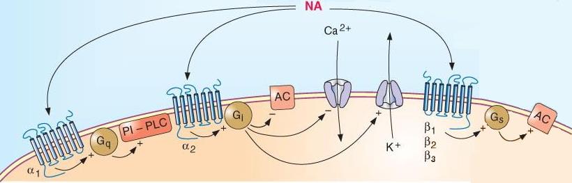 Adrenoceptorok IP 3 DAG Ca2+ CAMP Agonista Antagonista Legfontosabb hatás a 1 (a 1A, a 1B, a 1D ) Phenylephrin Methoxamin Prazosin Simaizom kontrakció (vérnyomás, méhkontrakciók ) a 2 (a 2A, a 2B, a