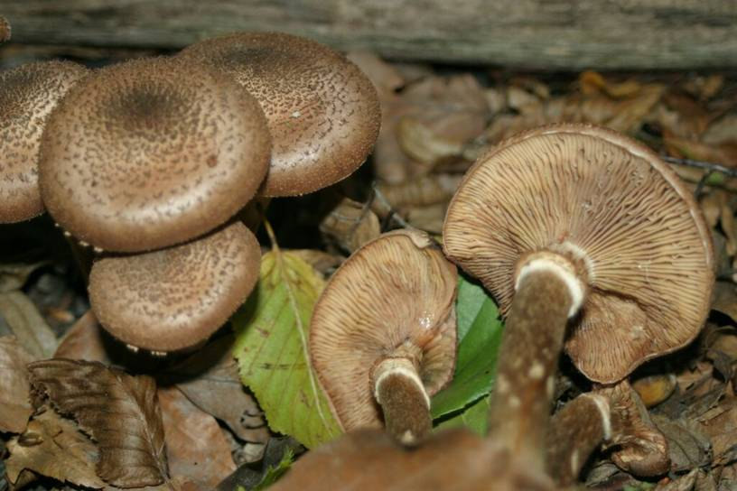 Agaricales Gyűrűs