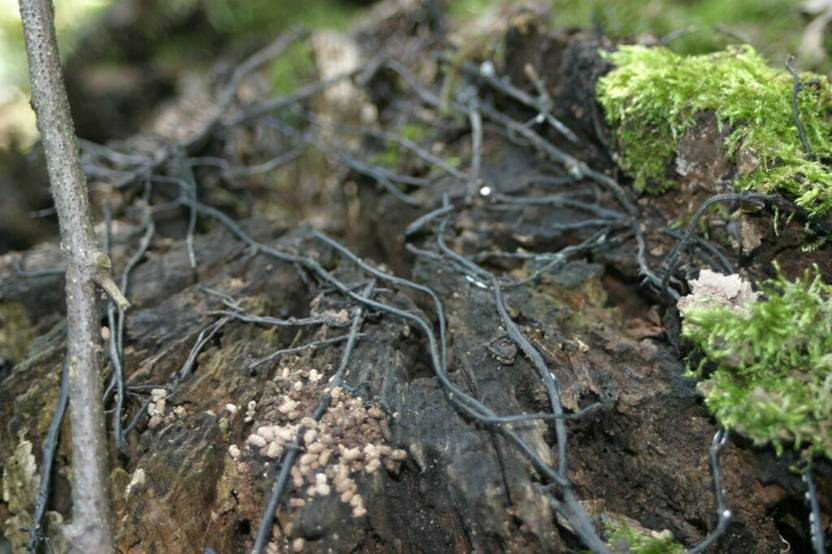 Agaricales Gyűrűs tuskógomba -