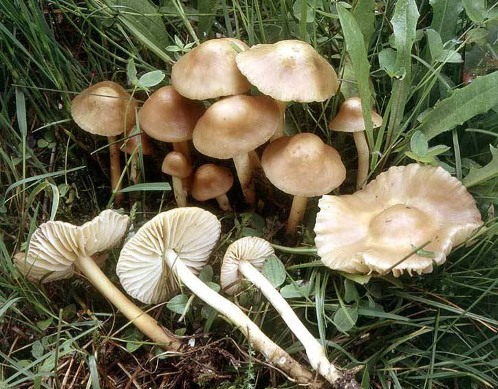 Agaricales Mezei