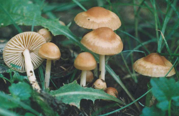 Agaricales Mezei