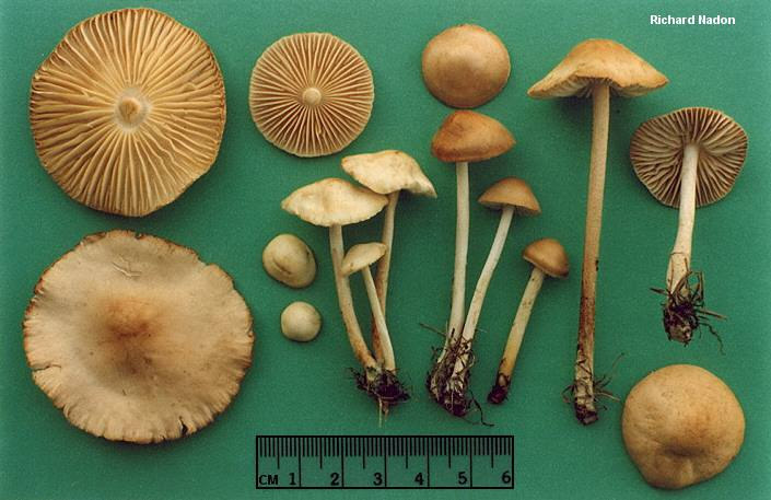 Agaricales Mezei