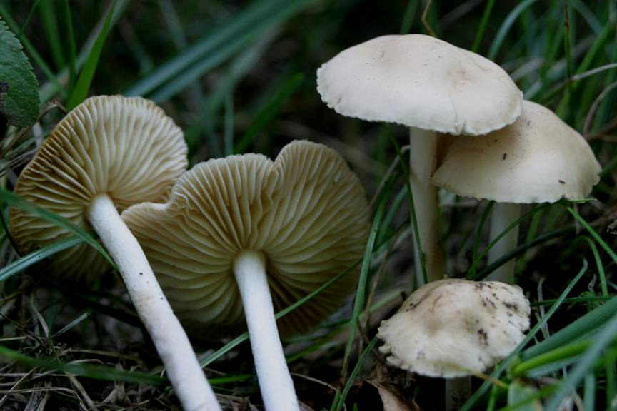 Agaricales Mezei