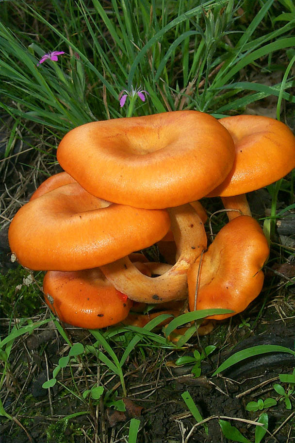 Világító tölcsérgomba Omphalotus olearius Kalapja 4-20 cm, kezdetben domború, később tölcséresedő, narancssárga, narancsvörös, rozsdaszínű, benőtten, sugarasan szálas.