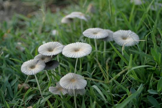 Agaricales Tintagomba nemzetség Coprinus sp.