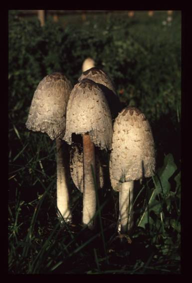 Agaricales Gyapjas