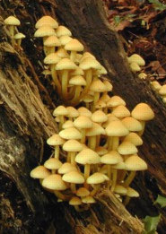 Sárga kénvirággomba - Hypholoma fasciculare A kalap 2-8 cm, félgömb alakú, kissé kúpos, ellaposodó, kénsárga, a közepén narancsos vagy rozsdabarna.