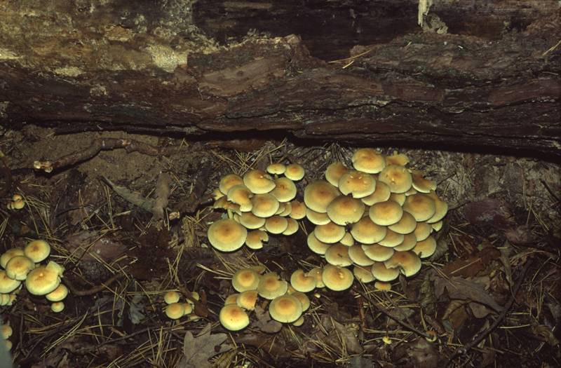 Agaricales Sárga