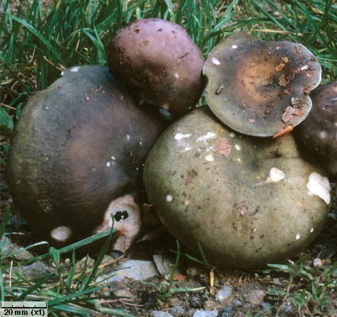 Kékhátú galambgomba - Russula cyanoxantha A kalap 5-15 cm, félgömb alakú, majd a közepe benyomottá válik. Változatos színű, ibolyászöld, ibolyáskék, olívzöld, rózsáslila. Legritkább esetben kék.