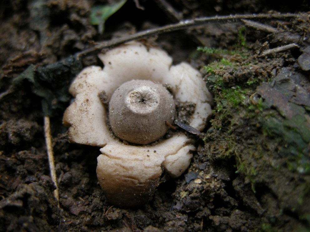 Erdei csillaggomba Geastrum fimbriatum Termőteste gömb alakú, 2-5 cm-es, krémszínű, félig a földben van; majd a külső burok csillag alakban 7-8 lebenyre felszakad, kihúzza a termőtestet a talajból; a