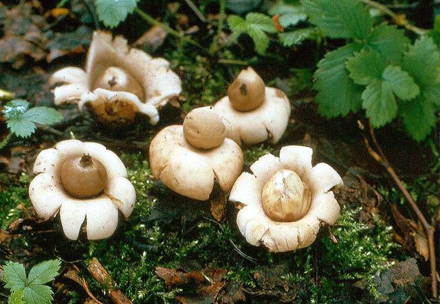 Gasteromycetales Erdei