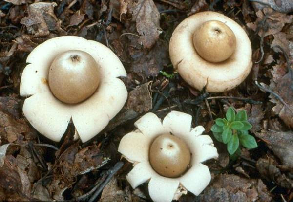 Gasteromycetales Erdei