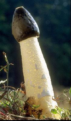 Erdei szömörcsög Phallus impudicus Fiatalon a boszorkánytojás gömbölyű, 3-6 cm, átmérőjű, a föld alatt fejlődik ki, alján micéliumzsinór van.