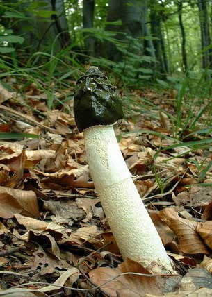 Gasteromycetales Erdei