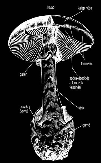 Agaricales Amanita galóca nemzetség közepes vagy nagy termetűek a kalapszél gyakran bordázott fehér lemezek