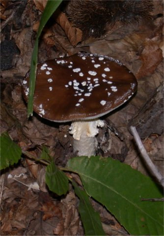 Párducgalóca Amanita pantherina A kalap 5-15 cm átmérőjű, sötét vagy szürkésbarna, széle mélyen bordázott, sok fehér petty díszíti.