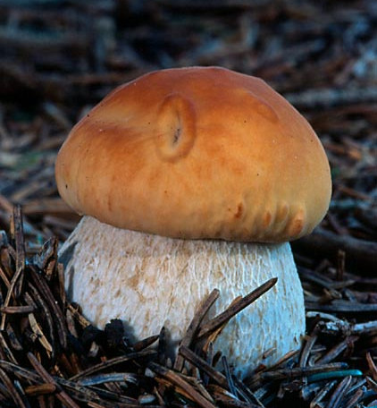 Boletus edulis Ízletes vargánya A kalap 5-15 cm átmérőjű, ellaposodik, barna, világosbarna, matt, finoman nemezes.