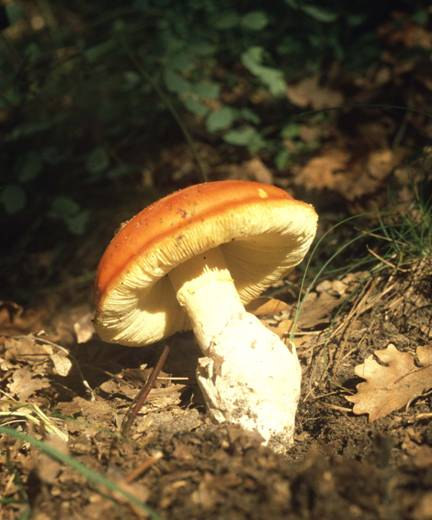 Agaricales r.